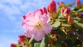 Beautiful rhododendron shrub with flowers close up on blue sky background. Royalty Free Stock Photo