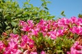 Beautiful rhododendrons pink flowers macro Royalty Free Stock Photo