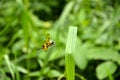 Beautiful rhyothemis variegate, common picture wing or variegate flutterer dragonfly sitting on the green grass in the forest. Royalty Free Stock Photo