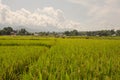 Beautiful rice farm in the north of Thailand Royalty Free Stock Photo