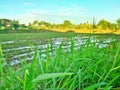 Rice fied Royalty Free Stock Photo