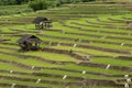 Beautiful rice field Royalty Free Stock Photo