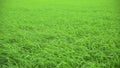 Beautiful rice field swaying in the wind.