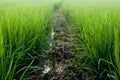 Beautiful rice field in thailand Royalty Free Stock Photo