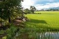 Beautiful rice field in thailand Royalty Free Stock Photo