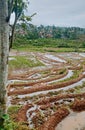 beautiful rice field view. city of cicalengka December 28, 2022, at 22:24 Royalty Free Stock Photo