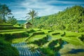 Beautiful rice field views, West Sumatra, Indonesia Royalty Free Stock Photo
