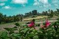 Beautiful rice fields in Bali over summer sky background Royalty Free Stock Photo