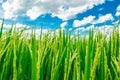 Beautiful rice fields growing up in countryside and white cloudy sky background ,landscape of Thailand,look fresh and green. Royalty Free Stock Photo