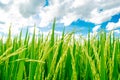 Beautiful rice fields growing up in countryside and white cloudy sky background ,landscape of Thailand,look fresh and greenery Royalty Free Stock Photo