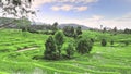 Beautiful rice fields. Kabupaten Solok, West Sumatra, Indonesia.