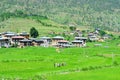 Beautiful Rice Fields in Punakha Royalty Free Stock Photo
