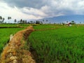 Beautiful rice fields in Sigi district