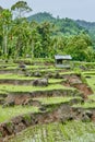 Beautiful rice fields. West Sumatra, Indonesia. Royalty Free Stock Photo