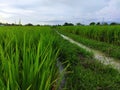 BEAUTIFUL RICE FIELDS AND SMALL STREAMS SOMEWHERE IN INDONESIA Royalty Free Stock Photo
