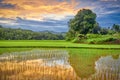 Beautiful rice fields at sunset, West Sumatra, Indonesia Royalty Free Stock Photo