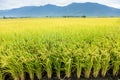 Beautiful Rice Fields in taitung Taiwan