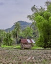 Beautiful rice fields. West Sumatra, Indonesia. Royalty Free Stock Photo