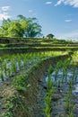 Beautiful rice fields. West Sumatra, Indonesia. Royalty Free Stock Photo