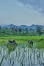 Beautiful rice fields. West Sumatra, Indonesia. Royalty Free Stock Photo