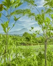 Beautiful rice fields. West Sumatra, Indonesia. Royalty Free Stock Photo