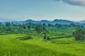 Beautiful rice fields. West Sumatra, Indonesia. Royalty Free Stock Photo