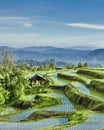 Beautiful rice fields. West Sumatra, Indonesia. Royalty Free Stock Photo