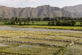 Beautiful rice fields wide angle view in the morning