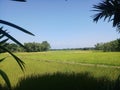 Beautiful Rice Filled And Village beauty of bengal