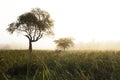 Beautiful rice paddy field in the morning rice farm in Thailand