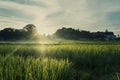 Beautiful rice paddy field at sunrise time Royalty Free Stock Photo