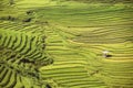 Traditional rice terrace fields in Mu Cang Chai to SAPA region Vietnam Royalty Free Stock Photo