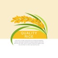 Beautiful rice paddy vector design