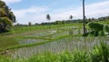 Beautiful rice plant in cianjur Royalty Free Stock Photo