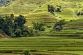 Beautiful rice terrace field on hill in Northern Vietnam Royalty Free Stock Photo