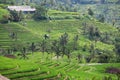 Beautiful Rice Terraces, Bali, Indonesia Royalty Free Stock Photo