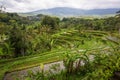 Beautiful Rice Terraces, Bali, Indonesia Royalty Free Stock Photo