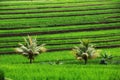 Beautiful Rice Terraces, Bali, Indonesia Royalty Free Stock Photo