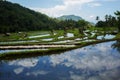 Beautiful Rice Terraces, Bali, Indonesia Royalty Free Stock Photo