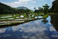 Beautiful Rice Terraces, Bali, Indonesia Royalty Free Stock Photo