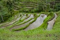 Beautiful Rice Terraces at Ceking, Tegalalang, Ubud, Bali Royalty Free Stock Photo