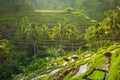 Beautiful rice terraces in the moring light, Bali, Indonesia Royalty Free Stock Photo