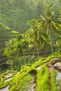 Beautiful rice terraces in the moring light, Bali, Indonesia Royalty Free Stock Photo