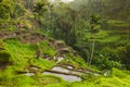 Beautiful rice terraces in the moring light, Bali, Indonesia