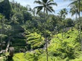 Beautiful rice terraces in the moring Tegallalang village, Ubud, Bali, Indonesia Royalty Free Stock Photo