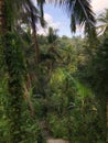 Beautiful rice terraces in the morning light near Tegallalang village, Ubud, Bali, Indonesia Royalty Free Stock Photo