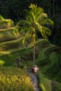 Rice fields and farmer. Ubud, Bali, Indonesia.