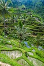 Beautiful rice terraces in the morning at Tegallalang village, Ubud, Bali Royalty Free Stock Photo