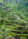 Beautiful rice terraces in the morning at Tegallalang village, Ubud, Bali Royalty Free Stock Photo