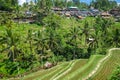 Beautiful rice terraces in the morning at Tegallalang village, Ubud, Bali Royalty Free Stock Photo